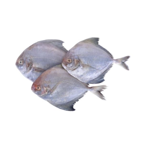 Crown Farms Black Pomfret Fish Frozen 800-1000g